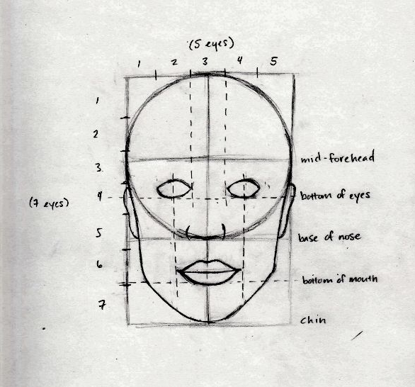 As proporções básicas da cabeça humana