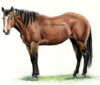 um cavalo desenhado com lápis de cor