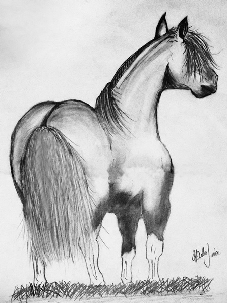 Cavalo Crioulo - #Repost @jpedrokrech ・・・ Coisa que eu acho bem linda, um  potro de queixo atado. Desenho com papel A3 e grafite graduado. A foto que  usei de referência é do @