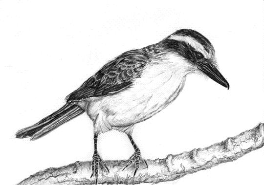 Bem-te-vi-bird-pencil-drawing