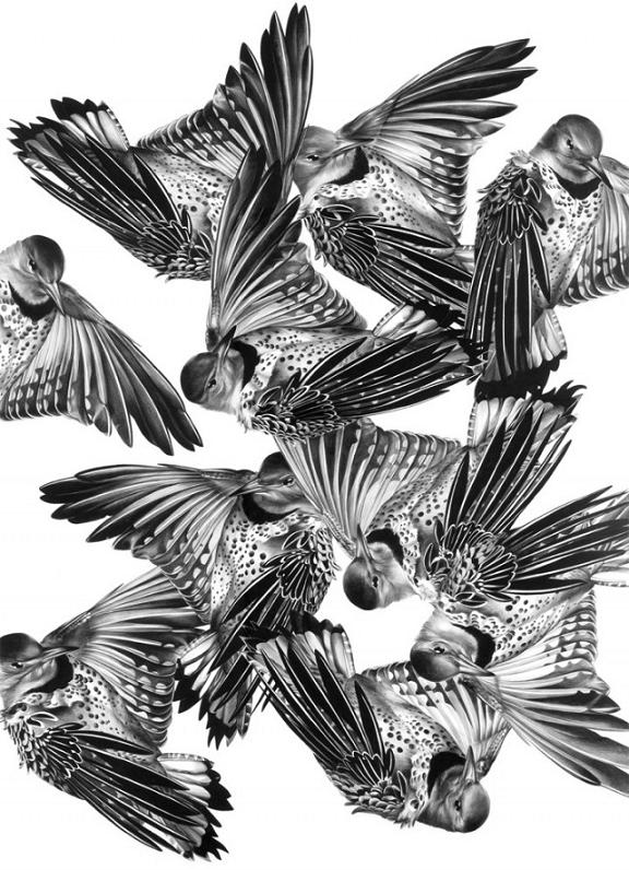 Empedocles-realistic-bird-drawings