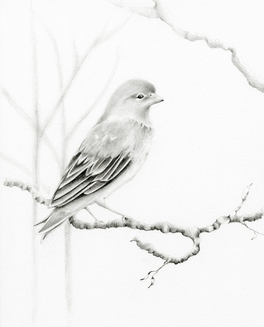 beautiful-bird-pencil-drawing