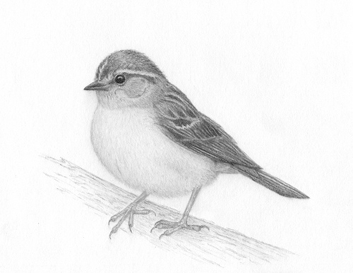 bird-pencil-drawing-artist
