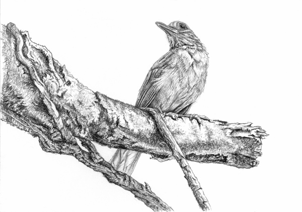 bird-pencil-drawing-tutorial