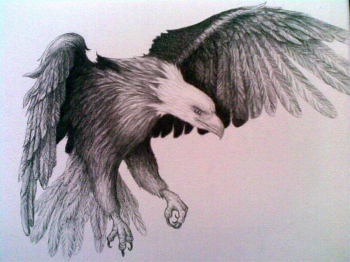 eagle-pencil-drawing-cye-wright