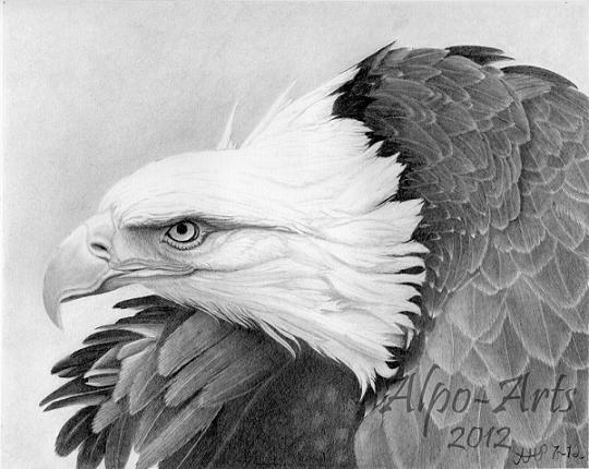 eagle-pencil-drawing