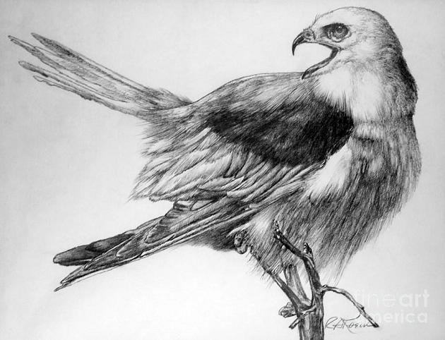 eaglet-roy-kaelin-pencil-drawing