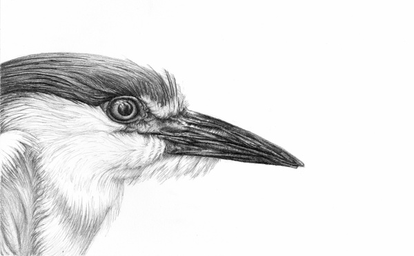 heron-bird-pencil-drawing