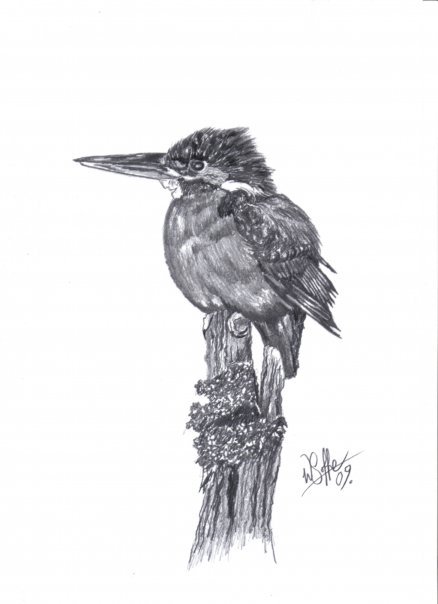 kingfisher-drawing-Wayne-soffe