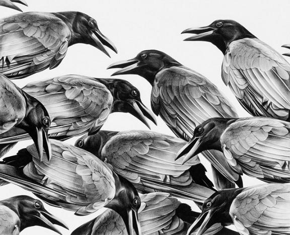 realistic-crow-pencil-drawing