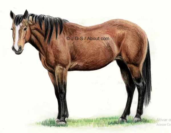 Desenhando um Cavalo realista 