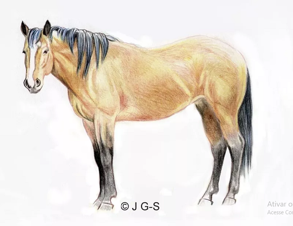 Aprenda a desenhar um cavalo em lápis colorido