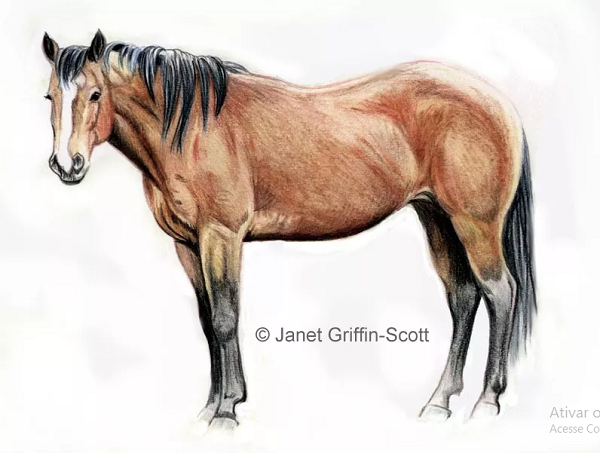 Como desenhar um cavalo passo a passo realista - Como desenhar