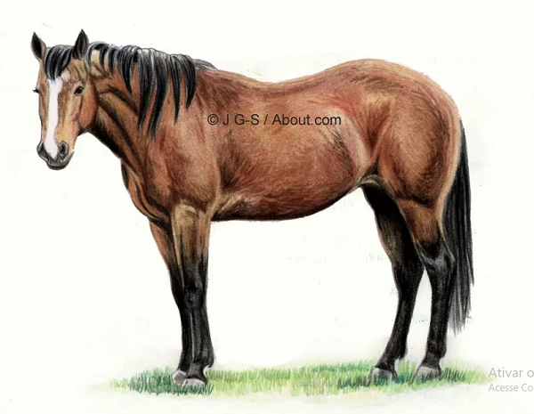 TUTORIAL: Como desenhar um CAVALO! How to draw a horse! 