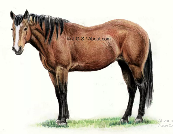 um cavalo desenhado com lápis de cor