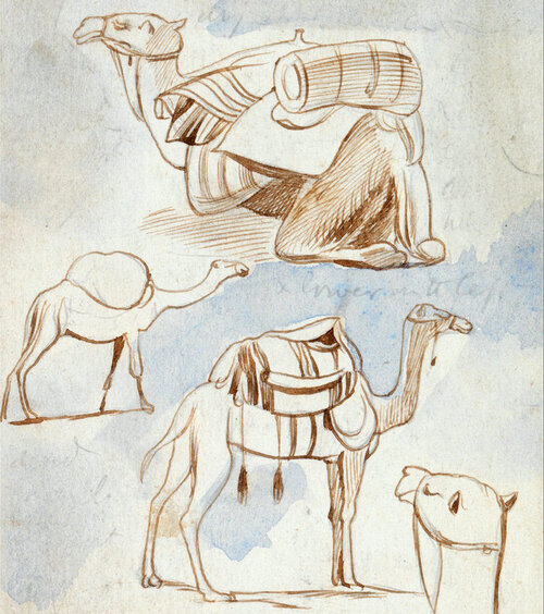 Edward Lear, estudos de esboço de camelos. Aquarela e tinta, 1867