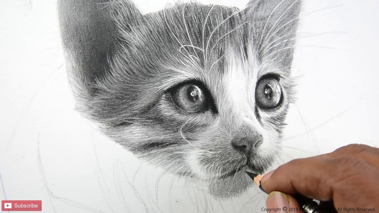 Tutorial - Como desenhar gatos / How to draw cats 