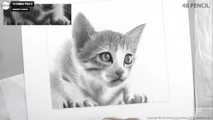 Como Desenhar um Gato - Esboço de um desenho de um Gato - Desenhos Realistas