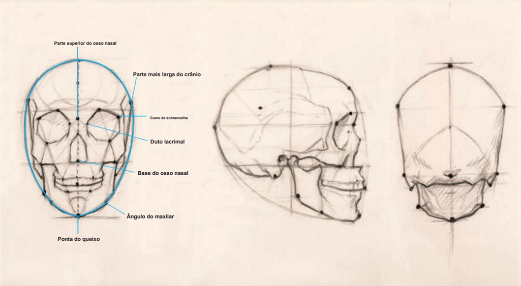 Ilustração 6

Nesta ilustração você pode ver como o crânio em vista frontal se assemelha muito a um ovo. 

Uma cabeça bem construída depende, em parte, do conhecimento dos pontos de referência importantes no crânio, indicados em negrito nas três vistas.